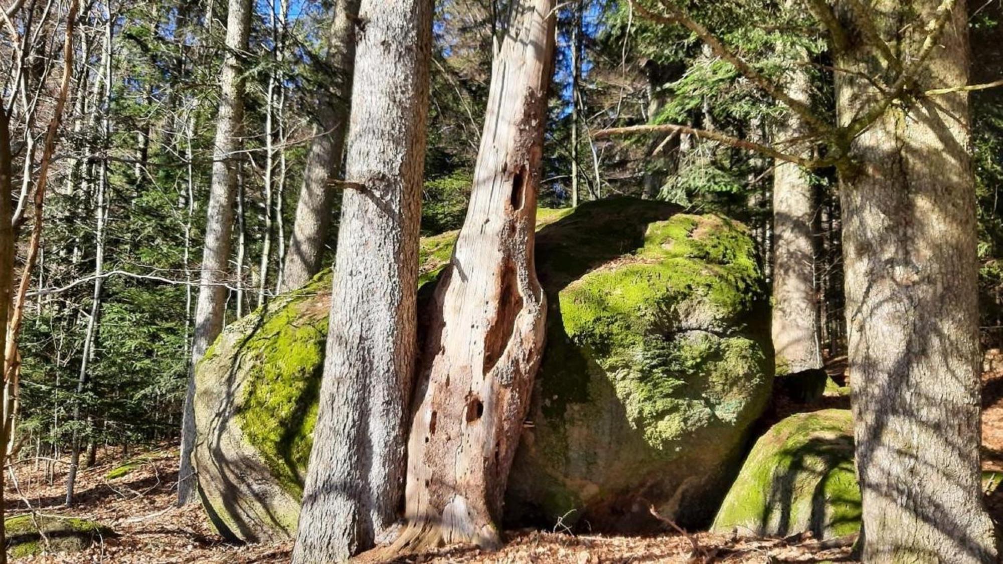 Blockhaus Am Baumwipfelpfad * Neuschönau